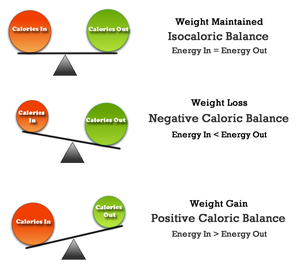 diet energy weight loss b negative
